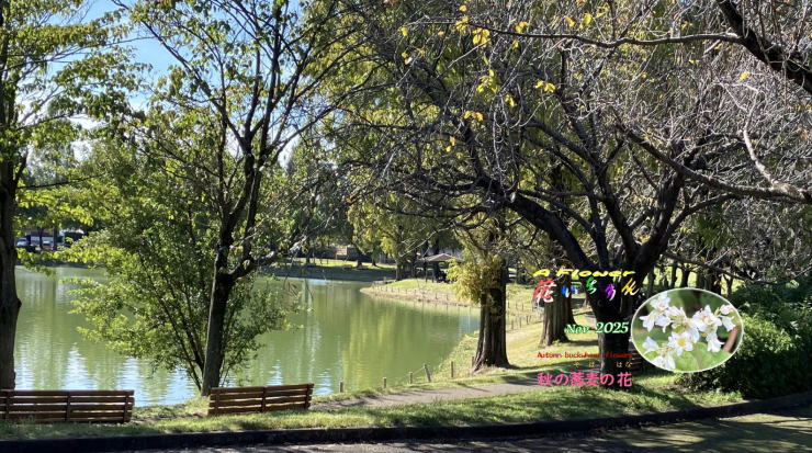 １１＿秋の蕎麦の花