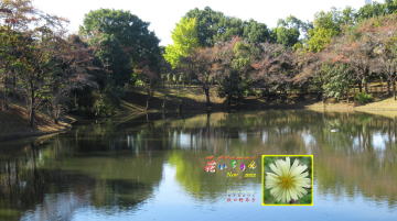 11月アキノノゲシ、御伊勢塚公園修景池