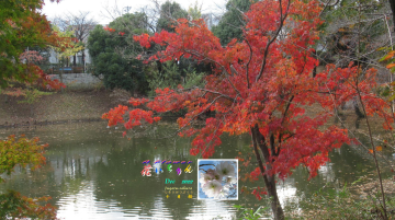 12月ジュガツサクラ、御伊勢塚公園修景池