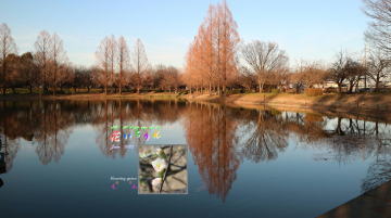 1月ボケ、川越水上公園修景池