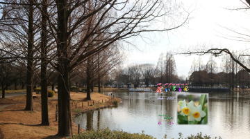 2月スイセン、川越水上公園修景池