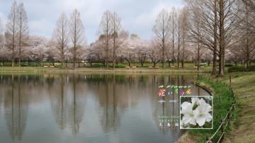 4月オオシマザクラ、川越水上公園修景池