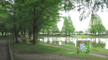 2022_5芹葉飛燕草