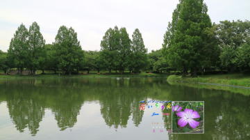 6月ムギセンノウ、川越水上公園修景池