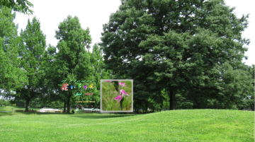 7月ネジバナ、川越水上公園広場