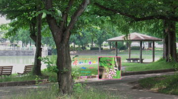 8月コマツバギ、川越水上公園修景池