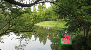 9月モミジアオイ、御伊勢塚公園修景池