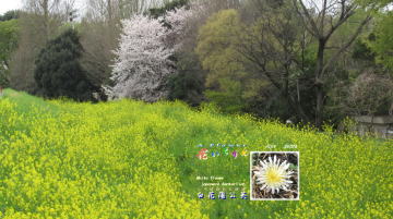 2024_4白花蒲公英