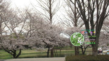 2025_4芹葉飛燕草