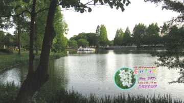 2025_5ニセアカシア