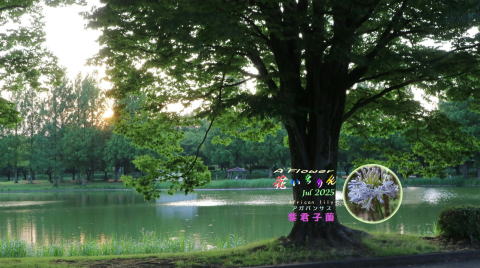 ７_紫君子蘭１