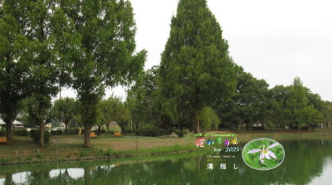 2025/09水上公園修景池